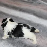 Jelly Bean  AKC, a female Shih Tzu for sale in Thayer, KS – Photo 2 of 4