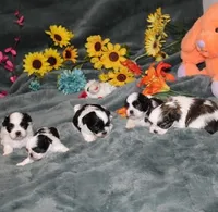 Jelly Bean  AKC small Pending, a female Shih Tzu for sale in Thayer, KS – Photo 5 of 6