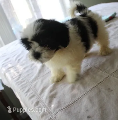 I'm a havashu !  small Dozer havanese - shih-tzu   – Havanese, Shih Tzu puppy for sale in Thayer, KS
