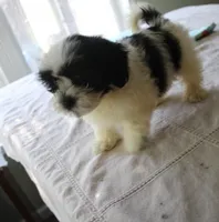 Small Havashu   Dozer havanese - shih-tzu  , a male Havanese and Shih Tzu for sale in Thayer, KS – 7 of 10