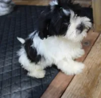 Havashu  Small  girl   Magnolia , a female Havanese for sale in Thayer, KS – 7 of 10
