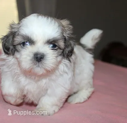 Trinket  Shih tzu Small! – Shih Tzu puppy for sale in Thayer, KS
