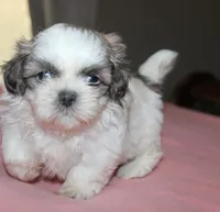 Trinket  Shih tzu Small! akc, a female Shih Tzu for sale in Thayer, KS – 3 of 10