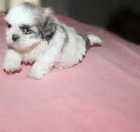 Trinket  Shih tzu Small! akc, a female Shih Tzu for sale in Thayer, KS – 5 of 10