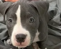 Missy 🩷, a male American Bully for sale in Bronx, NY – 6 of 6