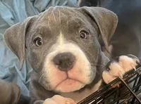 Princess 💜, a female American Bully for sale in Bronx, NY – 3 of 5