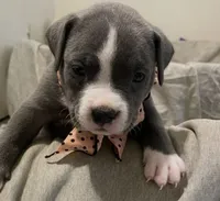 Missy 🩷, a male American Bully for sale in Bronx, NY – 4 of 6