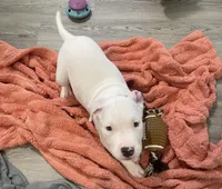 Elvis 🩵, a male American Bully for sale in Bronx, NY – 3 of 5