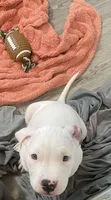 Elvis 🩵, a male American Bully for sale in Bronx, NY – 4 of 5