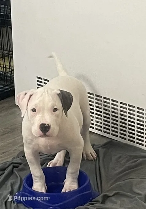 Elvis 🩵 – American Bully puppy for sale in Bronx, NY