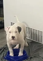 Elvis 🩵, a male American Bully for sale in Bronx, NY – 1 of 5