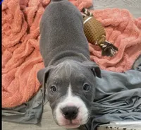 Princess 💜, a female American Bully for sale in Bronx, NY – 2 of 5