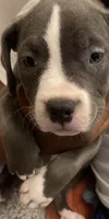 Missy 🩷, a male American Bully for sale in Bronx, NY – 5 of 6