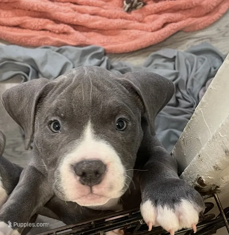 Princess 💜 – American Bully puppy for sale in Bronx, NY