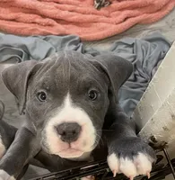 Princess 💜, a female American Bully for sale in Bronx, NY – 1 of 5