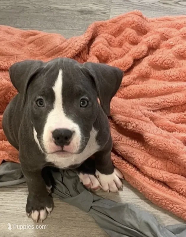 Missy 🩷 – American Bully puppy for sale in Bronx, NY