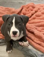 Missy 🩷, a male American Bully for sale in Bronx, NY – 1 of 6