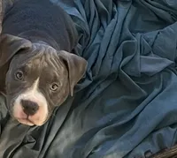 Princess 💜, a female American Bully for sale in Bronx, NY – 4 of 5