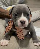 Princess 💜, a female American Bully for sale in Bronx, NY – 5 of 5