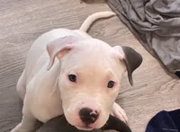 Elvis 🩵, a male American Bully for sale in Bronx, NY – 2 of 5