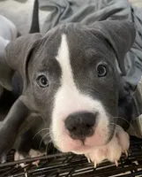 Missy 🩷, a male American Bully for sale in Bronx, NY – 3 of 6