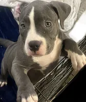 Missy 🩷, a male American Bully for sale in Bronx, NY – 2 of 6