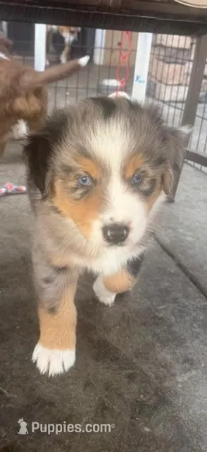 Vonn – Australian Shepherd puppy on hold in Torrance, CA