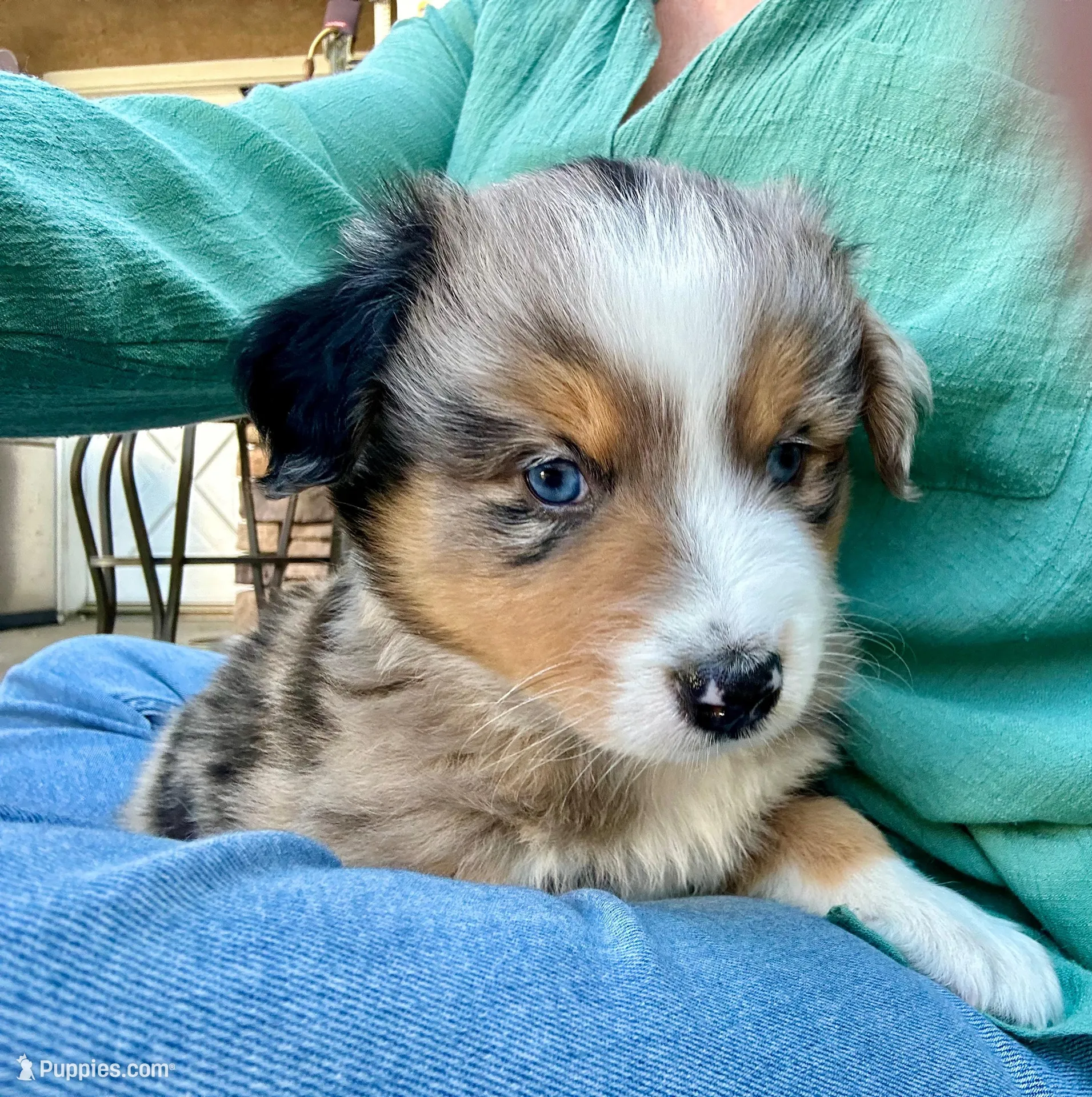 Vonn – Australian Shepherd puppy for sale in Torrance, CA