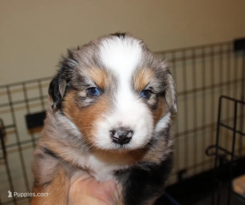 Vonn – Australian Shepherd puppy for sale in Torrance, CA