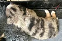 Vonn, a male Australian Shepherd for sale in Torrance, CA – Photo 2 of 3