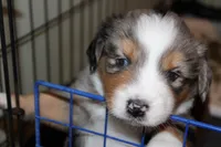 Vonn, a male Australian Shepherd for sale in Torrance, CA – Photo 3 of 3