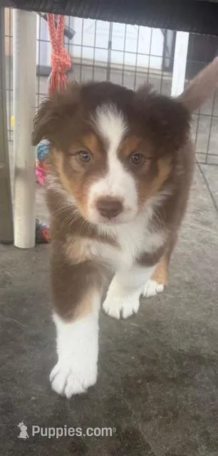 Blade – Australian Shepherd puppy for sale in Torrance, CA