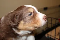 Blade, a female Australian Shepherd for sale in Torrance, CA – Photo 5 of 5