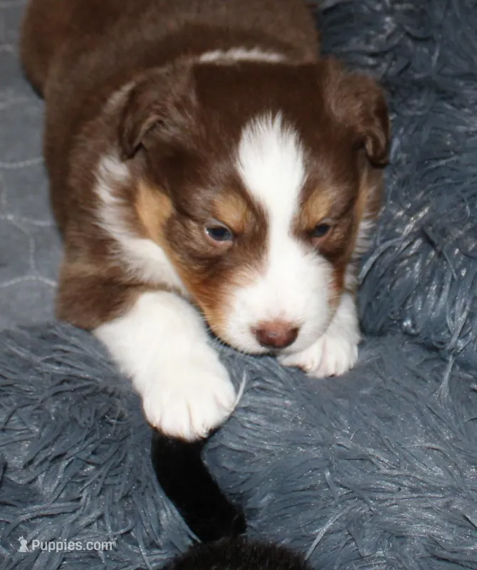 Blade – Australian Shepherd puppy for sale in Torrance, CA