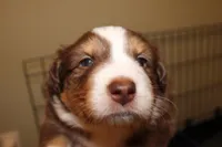 Blade, a female Australian Shepherd for sale in Torrance, CA – Photo 4 of 5