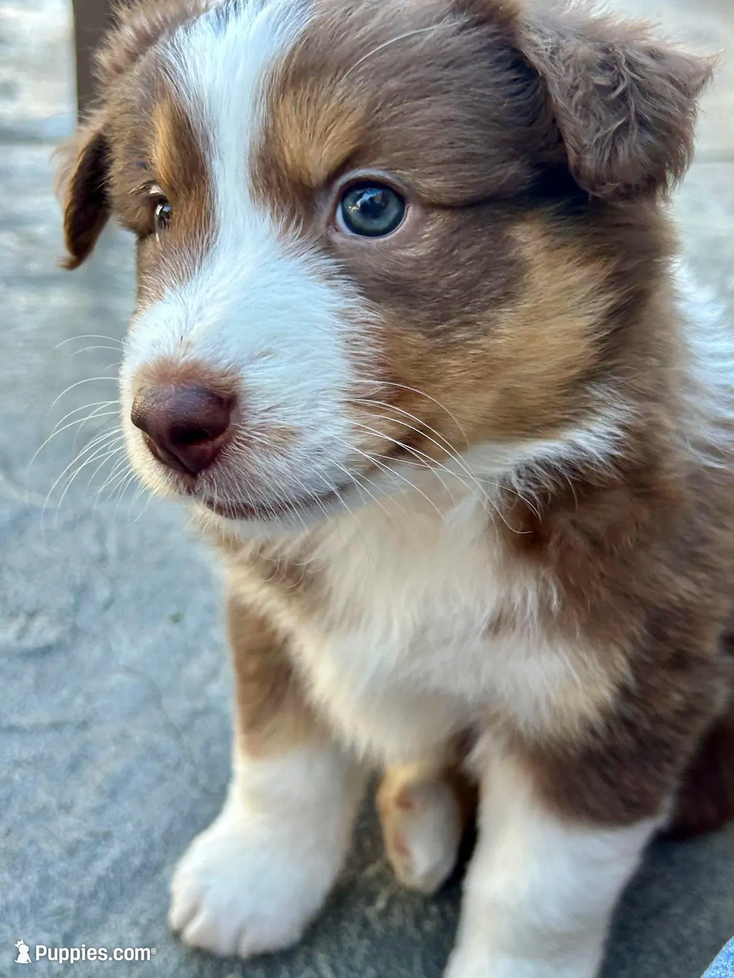 Blade – Australian Shepherd puppy for sale in Torrance, CA