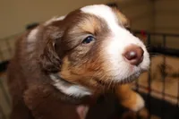 Blade, a female Australian Shepherd for sale in Torrance, CA – Photo 3 of 5