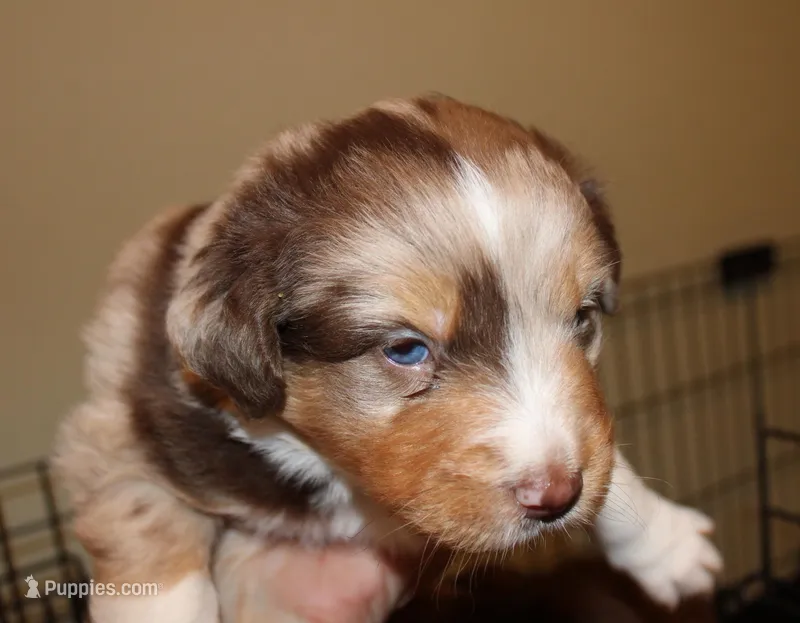 Milo – Australian Shepherd puppy for sale in Torrance, CA