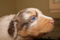 Tini, a female Australian Shepherd for sale in Torrance, CA – Photo 1 of 3