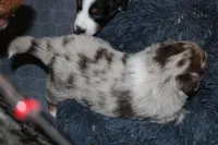 Tini, a female Australian Shepherd for sale in Torrance, CA – Photo 3 of 3