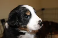 Chaz , a male Australian Shepherd for sale in Torrance, CA – Photo 1 of 2