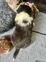 Chaz , a male Australian Shepherd for sale in Torrance, CA – Photo 2 of 2