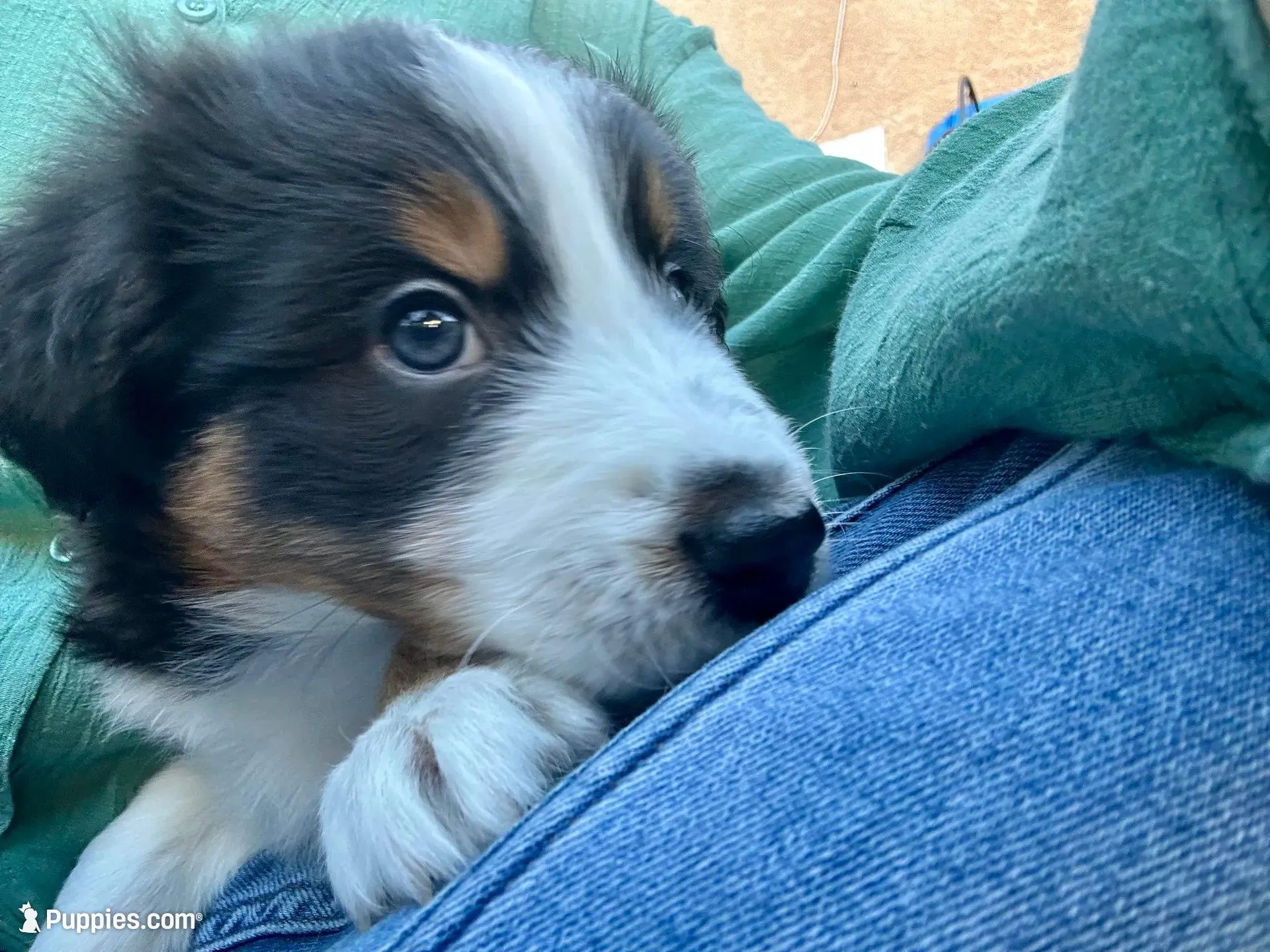 Chaz  – Australian Shepherd puppy for sale in Torrance, CA