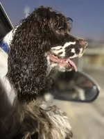 Teddy, a male Cocker Spaniel for sale in Morrow, OH – 3 of 4