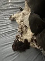 Teddy, a male Cocker Spaniel for sale in Morrow, OH – 2 of 4