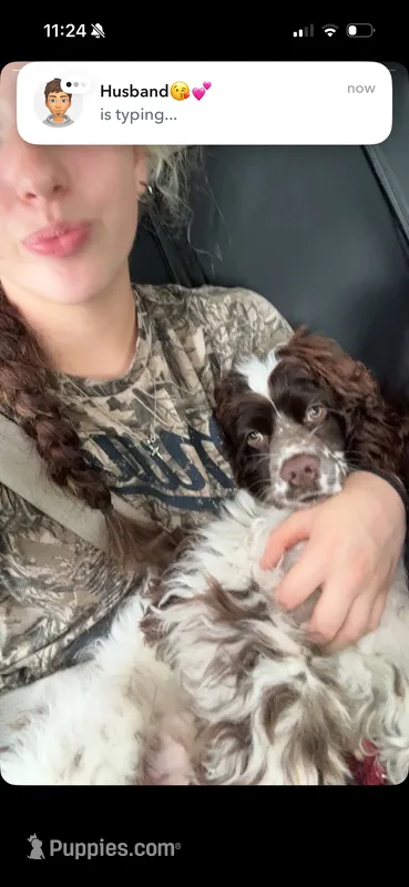 Teddy – Cocker Spaniel puppy for sale in Morrow, OH