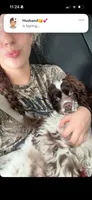 Teddy, a male Cocker Spaniel for sale in Morrow, OH – 1 of 4