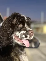 Teddy, a male Cocker Spaniel for sale in Morrow, OH – 4 of 4