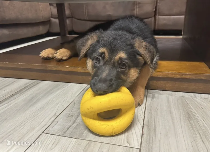 Teal Collar – German Shepherd Dog puppy for sale in Sebastian, FL