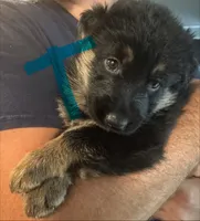 Teal Collar, a female German Shepherd Dog for sale in Palm Bay, FL – 2 of 4